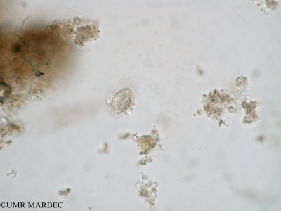 phyto/Tulear Lagoon/all/ICAR2 Avril 2008/Dino 52 (Dino d-d)(copy)_thumb.jpg